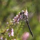 J01_3979 Sympetrum danae male